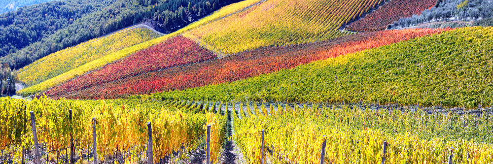 Radda In Chiani In Autumn Photography Art | Rosanne Nitti Fine Arts
