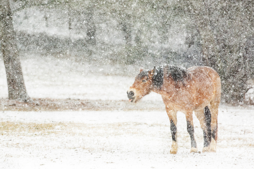 Catching Snowflakes Photography Art | Deb Little Photography