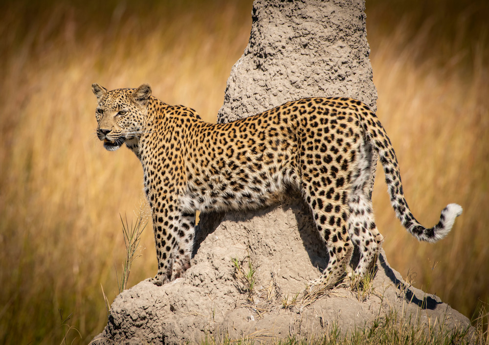 Ag Leopard At The Termite Mound Art | Open Range Images