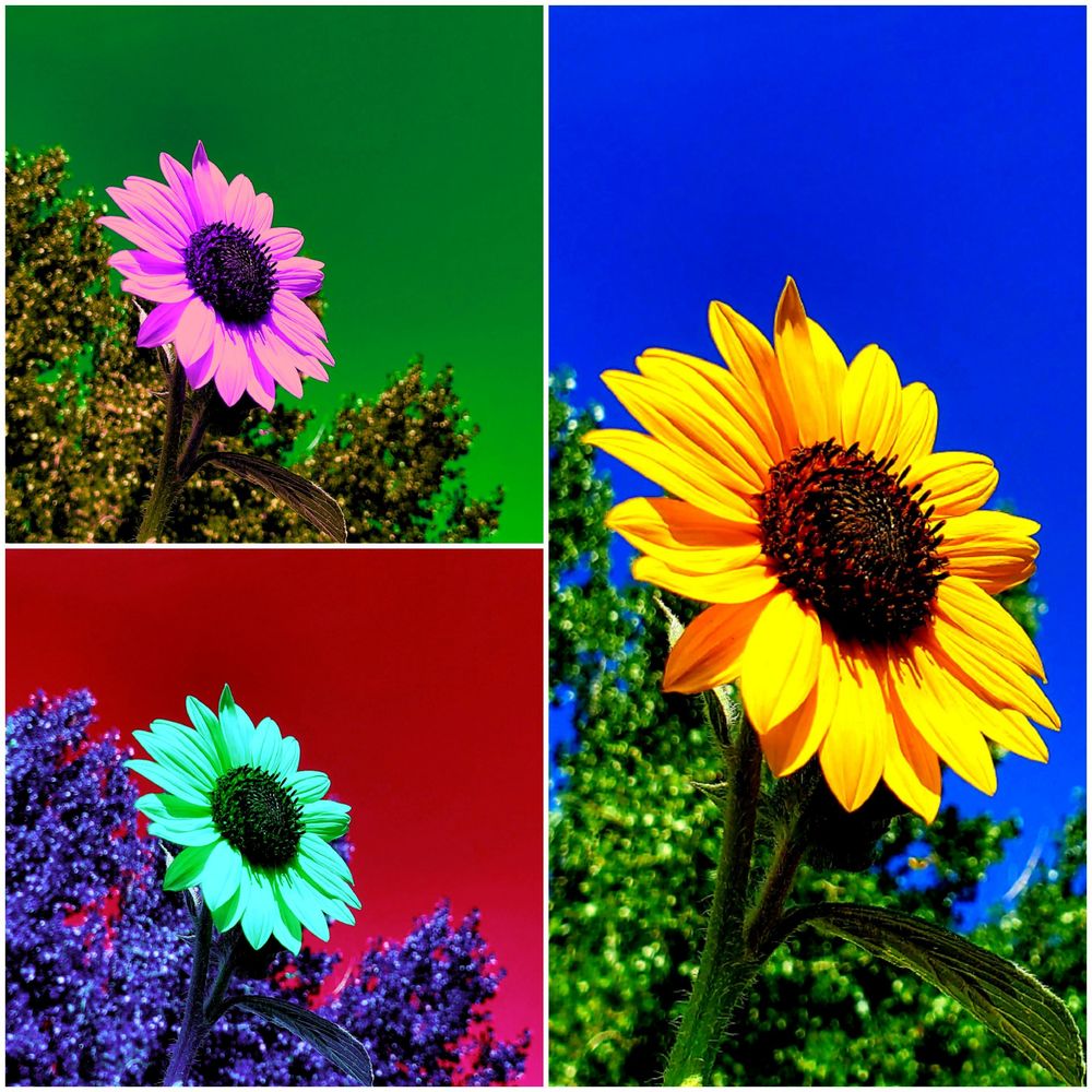 yellow red blue sunflowers