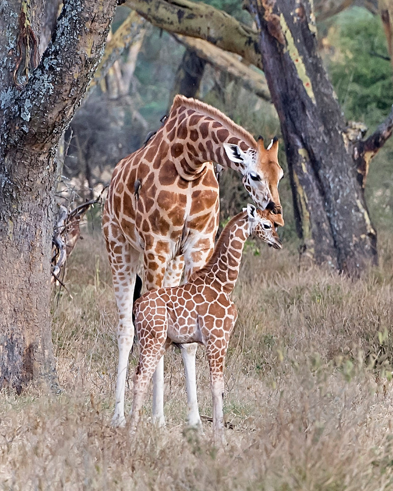 Giraffe, mother, kiss
