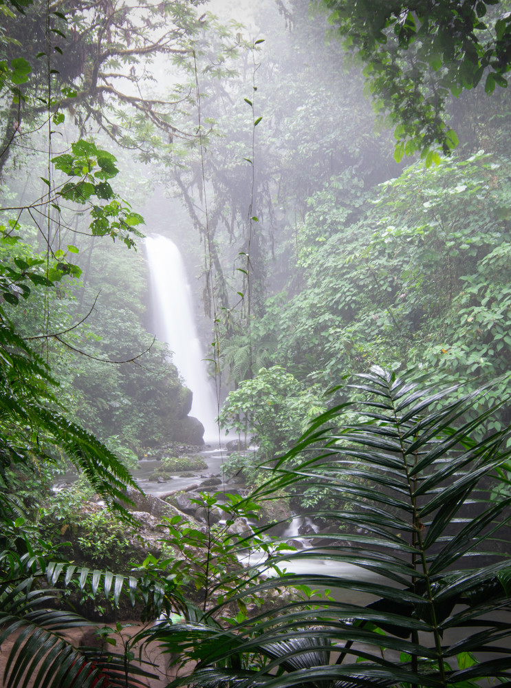 Mist In The Cloud Forest Photography Art | Kathleen Messmer Photography