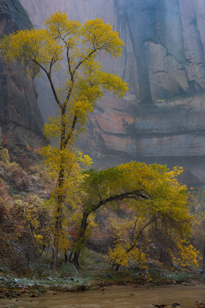 Yellow Tree in Zion Storm
