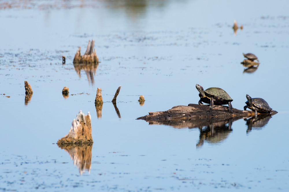 Turtle Reflections, Damon, Texas