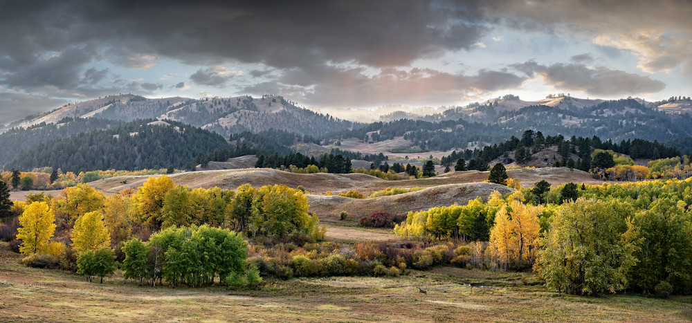 Whitetail Meadow Panorama Art | Craig Edwards Fine Art Images