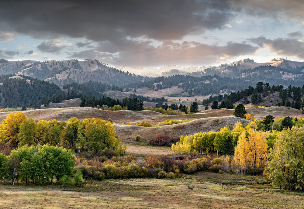Whitetail Meadow Art | Craig Edwards Fine Art Images