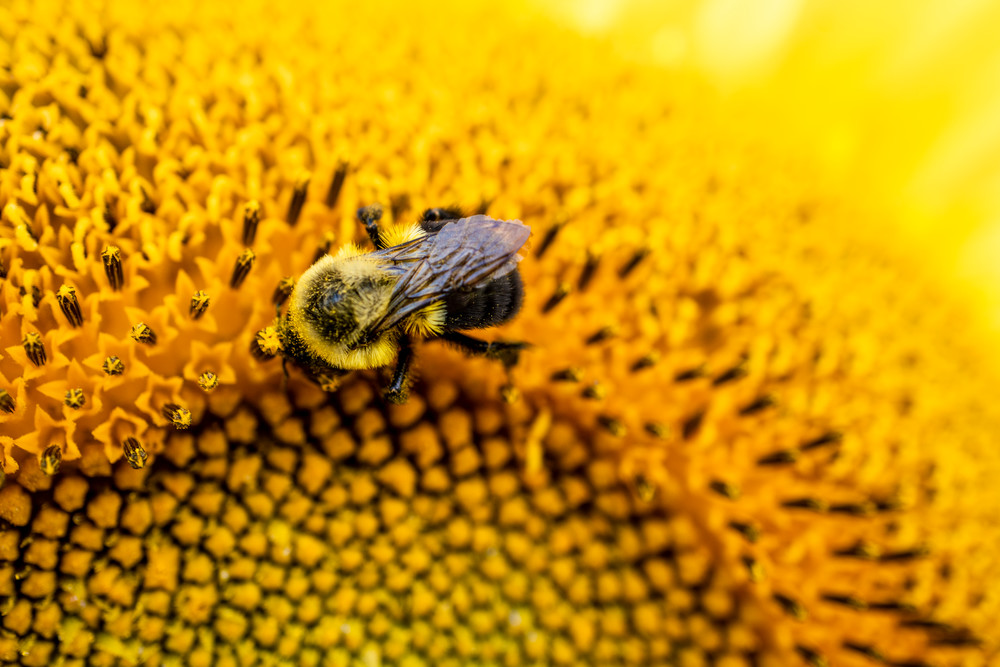 Busy Bee and Sunflower