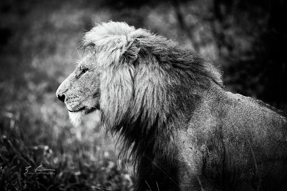 Lion Photography Art | Casey Chinn Photography LLC