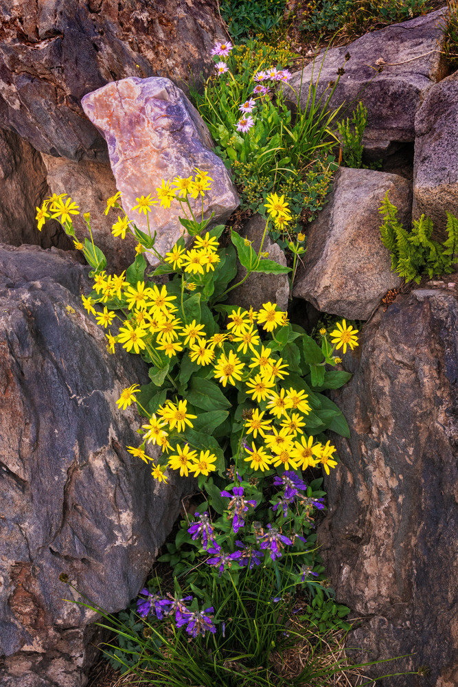 Timberline Bouquet Art | Ed Baile Images