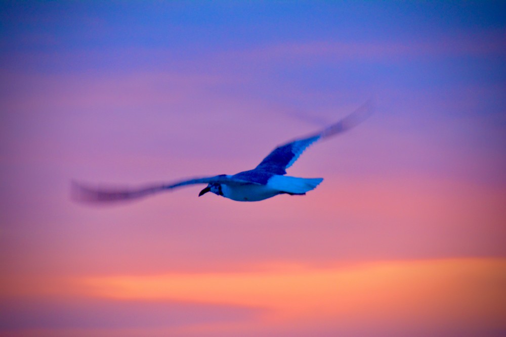 Gliding Photography Art | John Tesh Photography