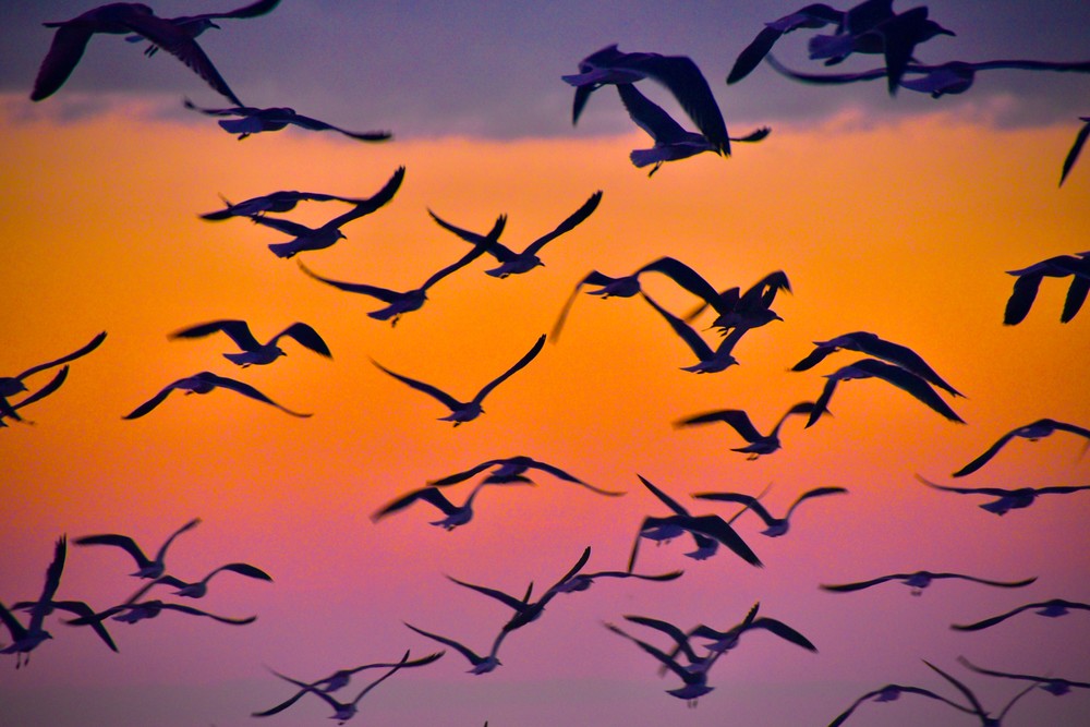 Flock Of Well You Know Photography Art | John Tesh Photography