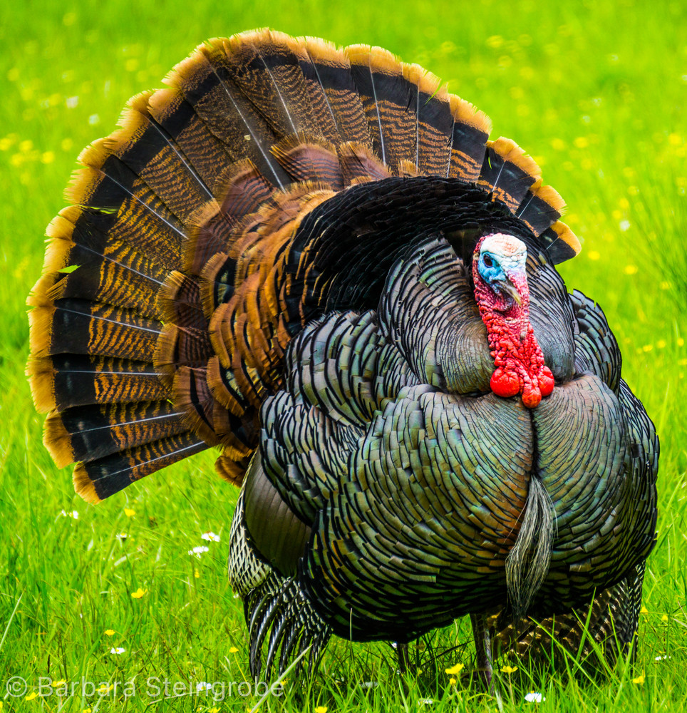 Bold Turkey