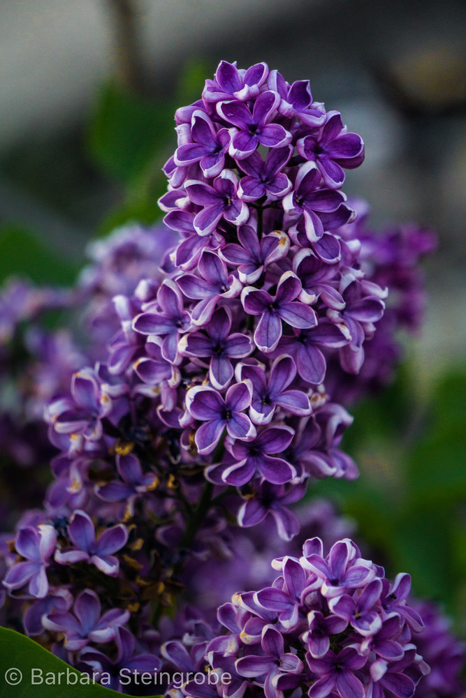 Dark Purple Lilac