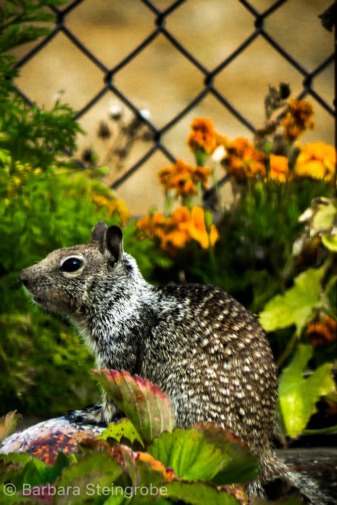 Garden Squirrel