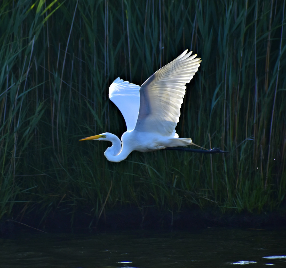 Dsc3550 A Photography Art | Set2Rize Images