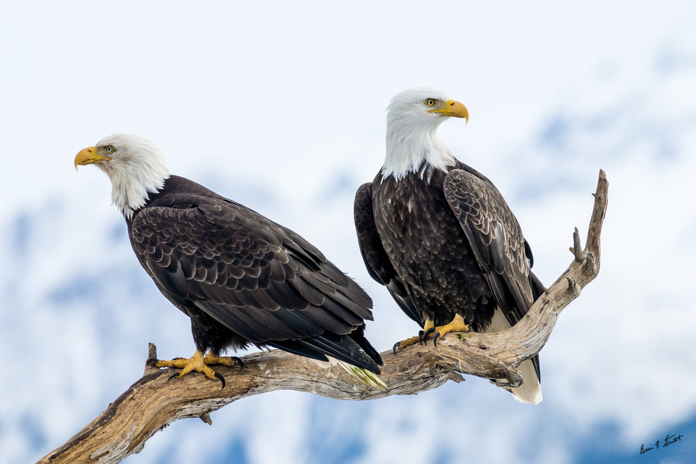 Portrait Of Two Eagles Art | Alaska Wild Bear Photography