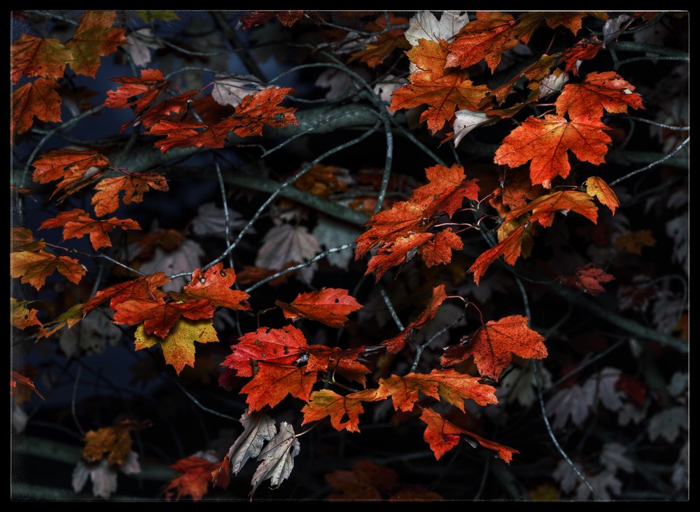 Bright Autumn Art | Danny Johananoff