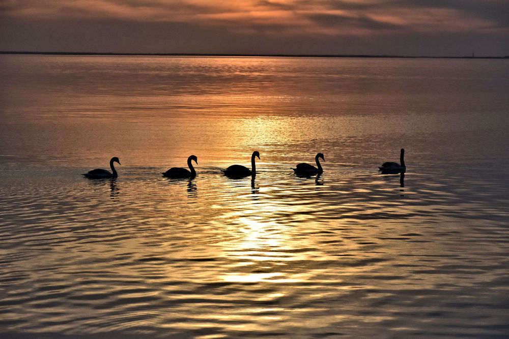 golden swans