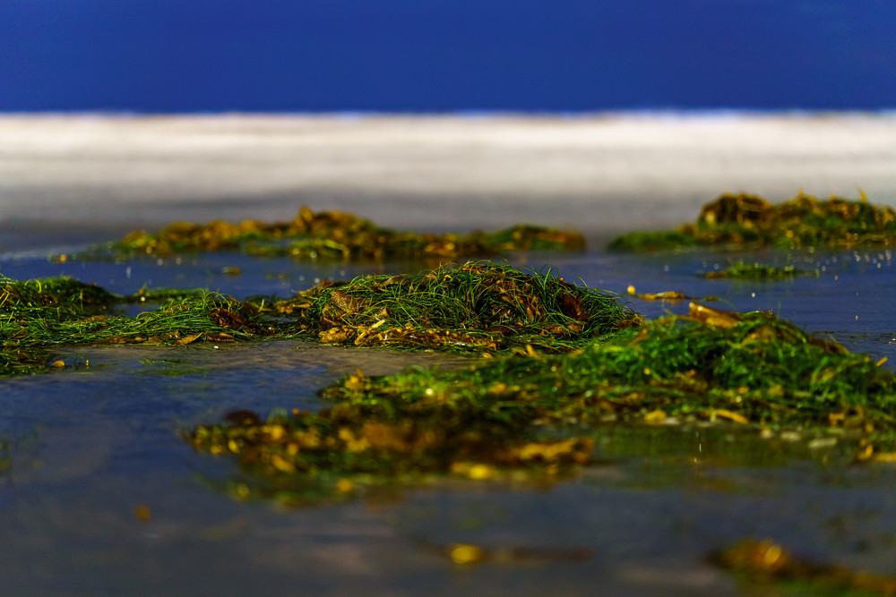 Seaweed Blur at La Jolla Beach Fine Art Print by McClean Photography