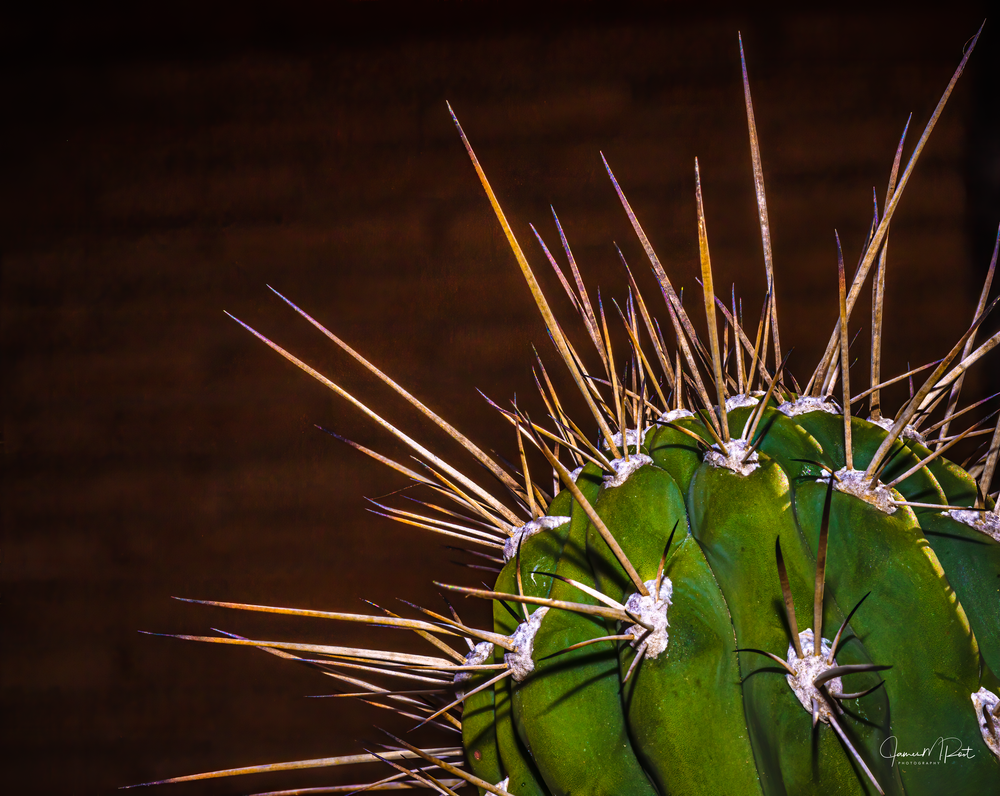 San Pedro Cactus Art | JRootGallery.com