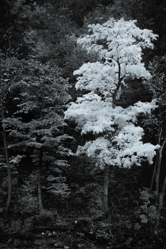 Sugar Maple Autumn In B&W Photography Art | Robert Vielee Photography