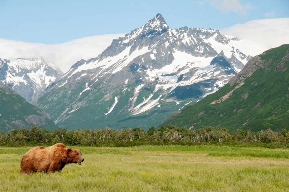 Brown bear against majestic mountains
