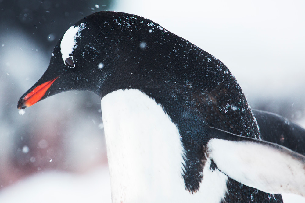 Closeup of a Gentoo penguin in a snow storm.