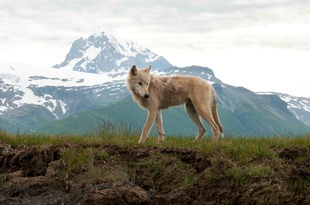 Majestic wolf with distant snow-capped mountains in Alaska. July 16, 2011