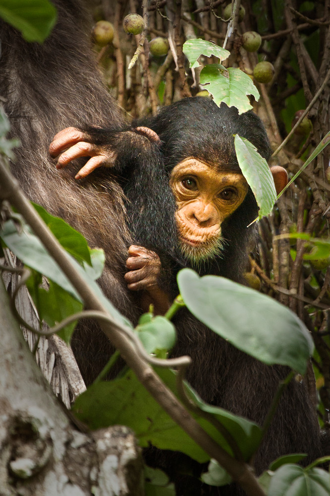 Baby chimpanzee clinging to its mother, Africa.