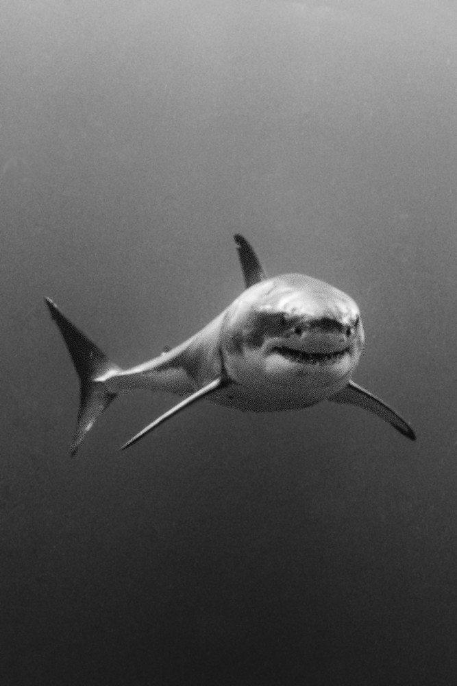 Approaching Shark is a dramatic black and white photograph available as a fine art print for sale.