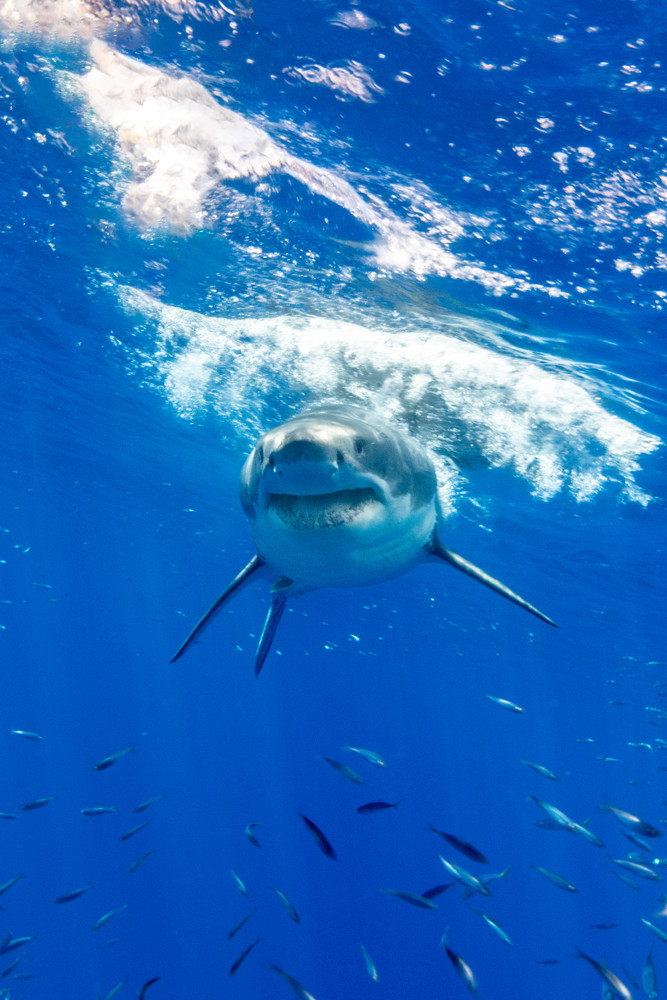 Fat Face is a face on portrait of a great white shark available as a fine art photograph for sale.