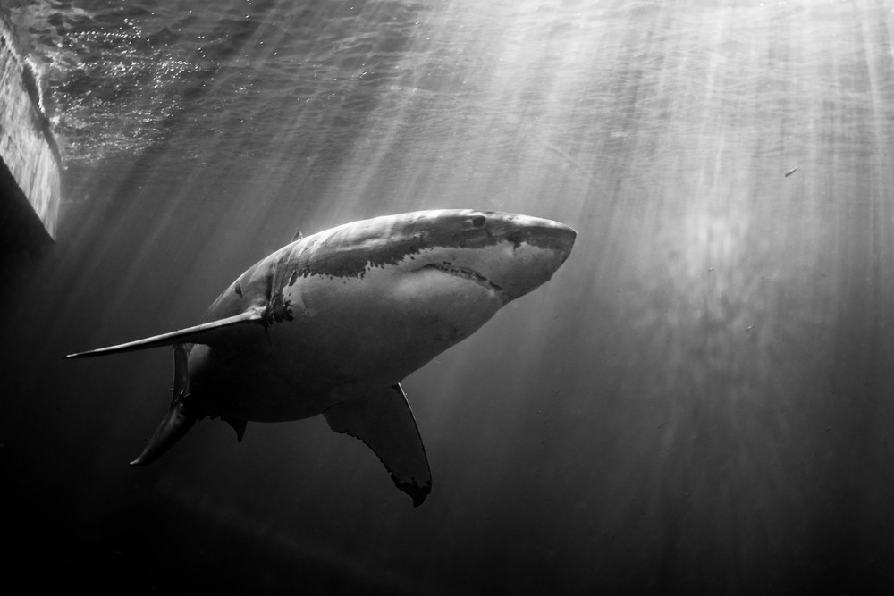 Dramatic Shark is a black and white portrait available as a fine art photograph for sale.