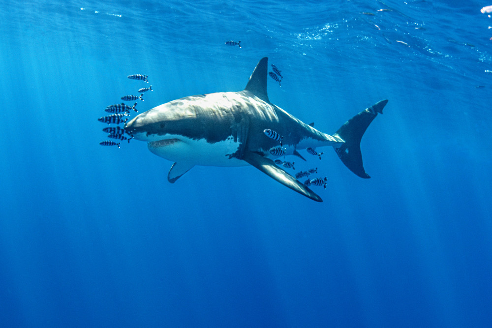 Pilot School is a fine art photograph of a great white shark and several pilot fish available for sale.
