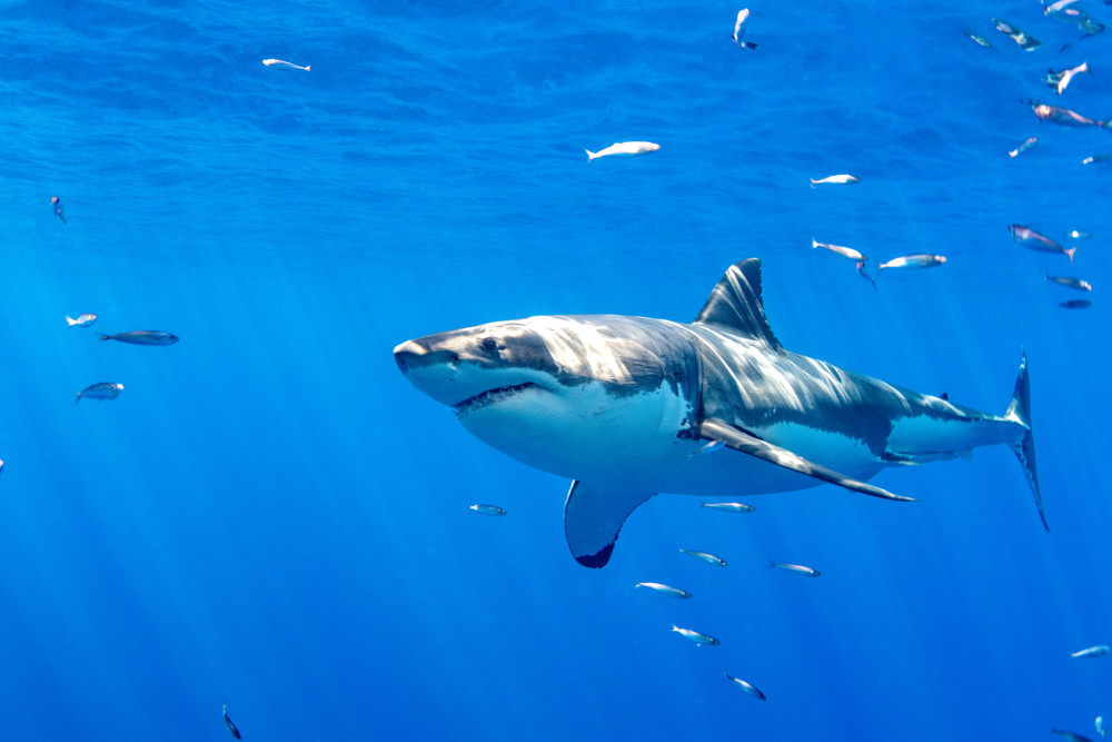 Great White Shark is a photograph taken underwater and available as a fine art print for sale. Great White Shark is a photograph taken underwater and available as a fine art print for sale.