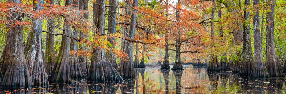 Tranquility - Louisiana swamp fine-art photography prints