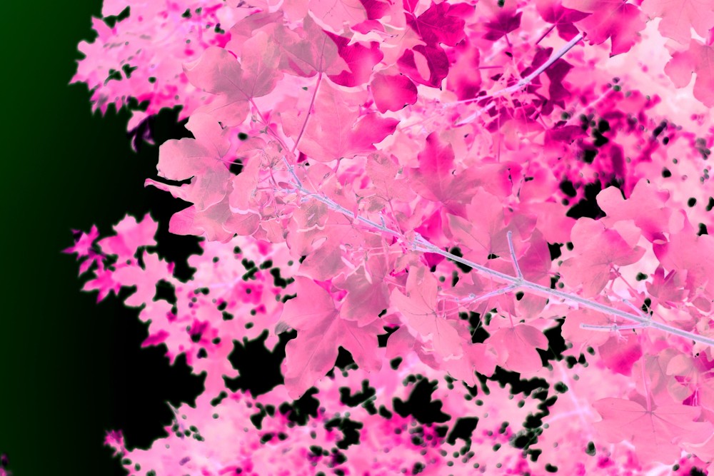 Pink Leaves Art | onlythemoon