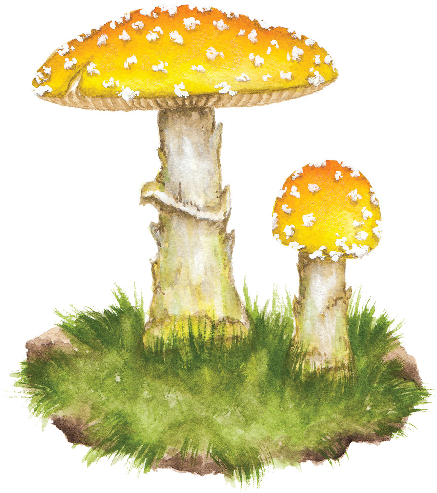 Amanita Frostiana  Art | Cool Art House - online art gallery with hip emerging artists. Collect cool art you can view on your own wall before you invest!