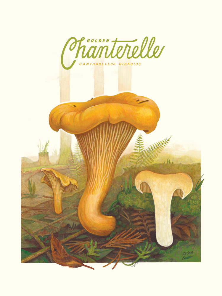 Golden Chanterelle Art | Cool Art House - online art gallery with hip emerging artists. Collect cool art you can view on your own wall before you invest!
