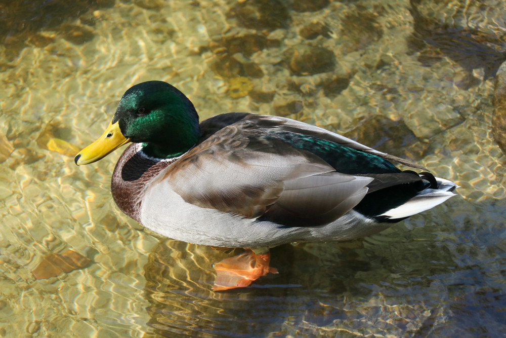 Duck Photography Art | Ray Marie Photography 