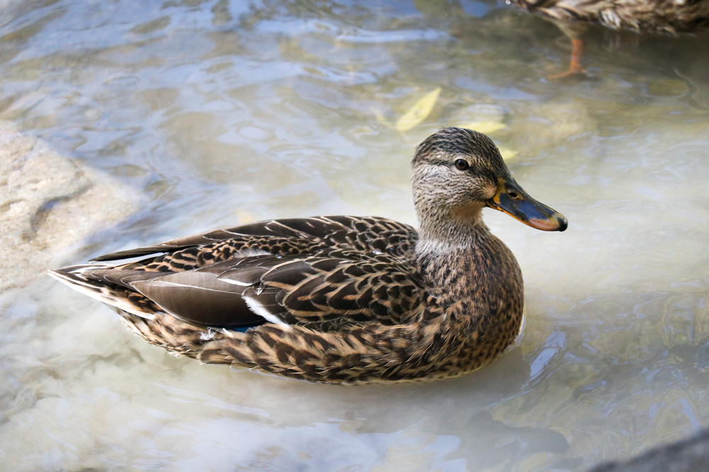 Brown Duck Photography Art | Ray Marie Photography 