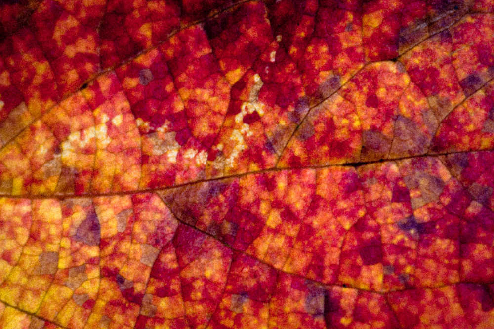 Fire Fall Art | Anna Jaap Studio Fire Fall Art | Anna Jaap Studio
