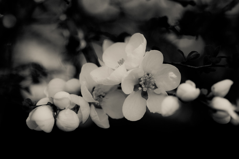 Quince (Black And White) Art | Anna Jaap Studio Quince (Black And White) Art | Anna Jaap Studio