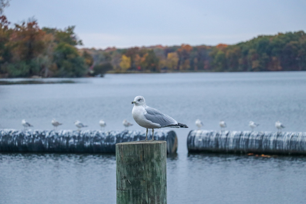 Seagull Photography Art | Ray Marie Photography 