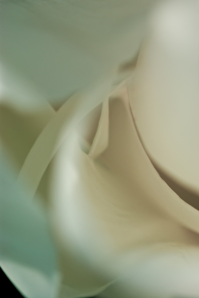 Tulip No. 3 Art | Anna Jaap Studio Tulip No. 3 Art | Anna Jaap Studio