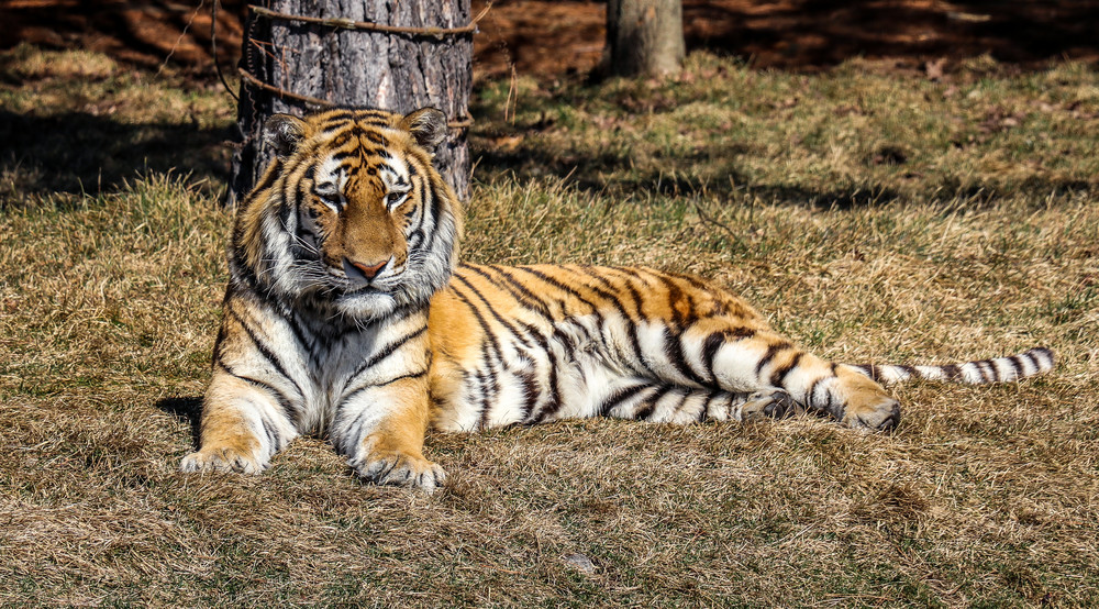 Tiger Laying Down Photography Art | Ray Marie Photography 