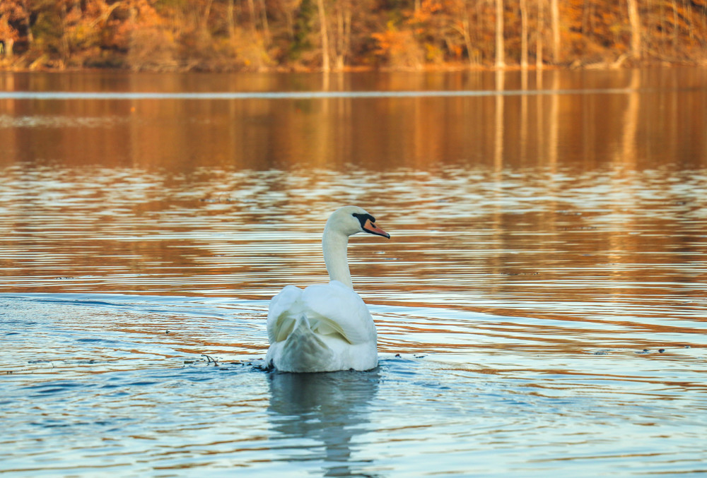 Swan Photography Art | Ray Marie Photography 