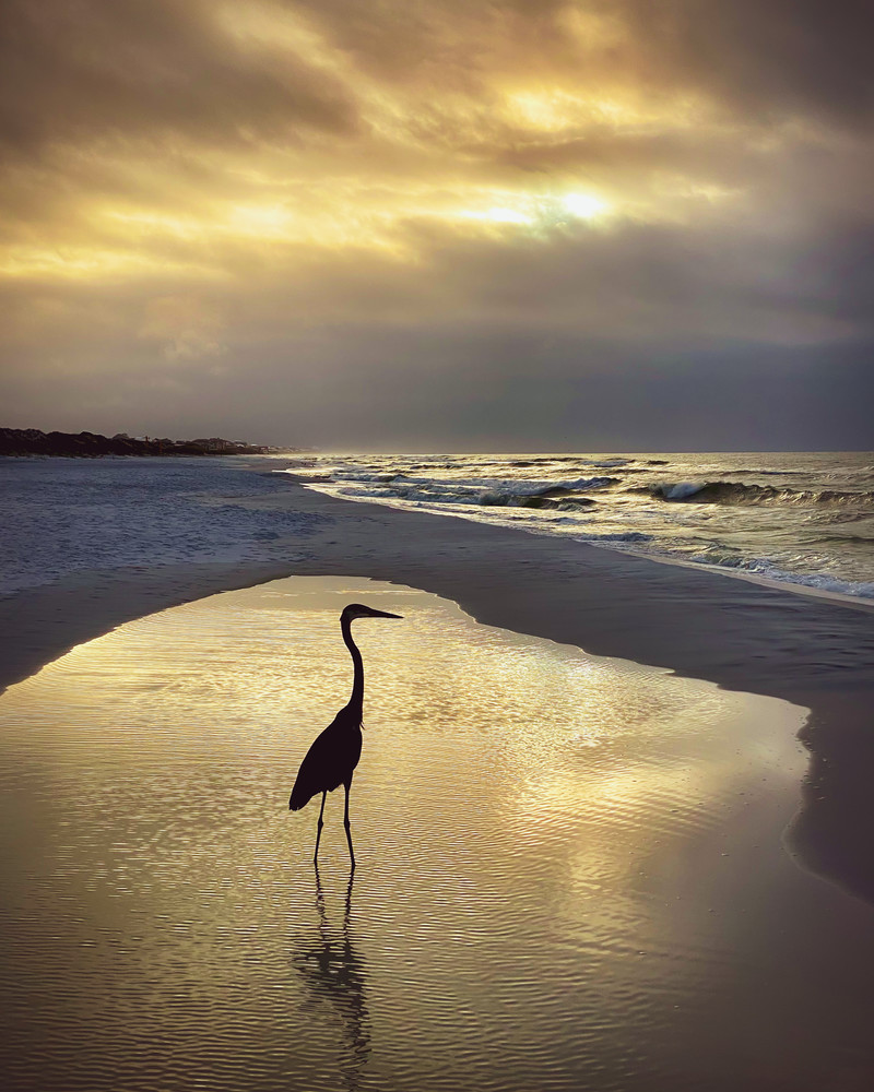 Heron In The Glow Of Sunrise Photography Art | Teri K. Miller Photography