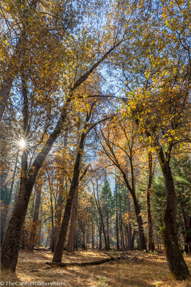 Autumn Oaks, Yosemite Art | The Carmel Gallery