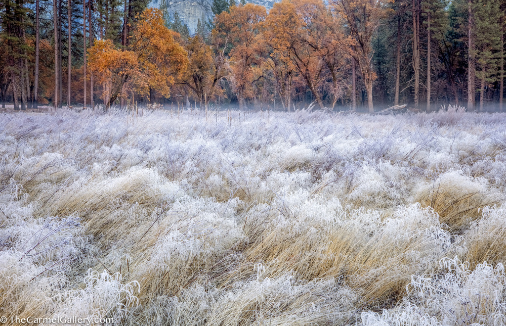 Meadow Frost, Yosemite Art | The Carmel Gallery