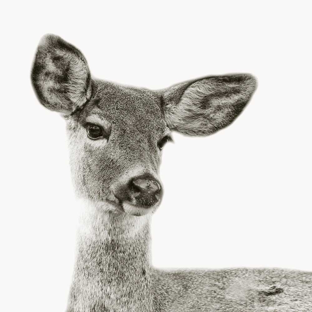 Deer 2 Photography Art | Jae Feinberg Fine Art Photo